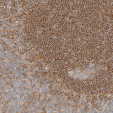 ANTI-APPL1 antibody produced in rabbit Prestige Antibodies&#174; Powered by Atlas Antibodies, affinity isolated antibody, buffered aqueous glycerol solution