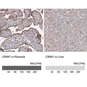 Anti-CRIM1 antibody produced in rabbit Prestige Antibodies&#174; Powered by Atlas Antibodies, affinity isolated antibody, buffered aqueous glycerol solution