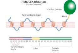 3-Hydroxy-3-methylglutaryl-CoA reductase human solution