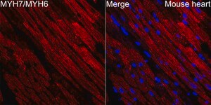 Anti-Myosin heavy chain Antibody, clone 6V0G1, Rabbit Monoclonal