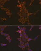 [KO Validated]Anti-Caspase-9 Antibody, clone 4E5G9, Rabbit Monoclonal