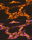 Anti-Hsp90&#946; Antibody, clone 7C6J0, Rabbit Monoclonal