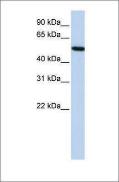 Anti-HRG antibody produced in rabbit affinity isolated antibody