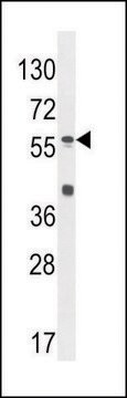 ANTI-SP8 (C-TERM) antibody produced in rabbit IgG fraction of antiserum, buffered aqueous solution