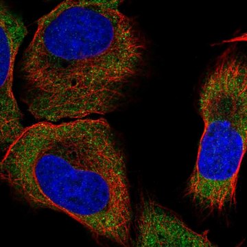 Anti-Dlgap1 Antibody Produced In Rabbit Prestige Antibodies&#174; Powered by Atlas Antibodies, affinity isolated antibody, buffered aqueous glycerol solution