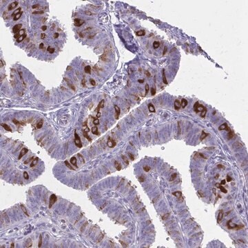 Anti-PITPNM1 antibody produced in rabbit Prestige Antibodies&#174; Powered by Atlas Antibodies, affinity isolated antibody, buffered aqueous glycerol solution