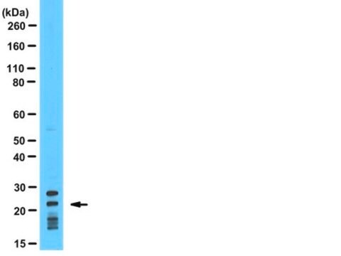 Anti-Puma BH3 domain Antibody from rabbit