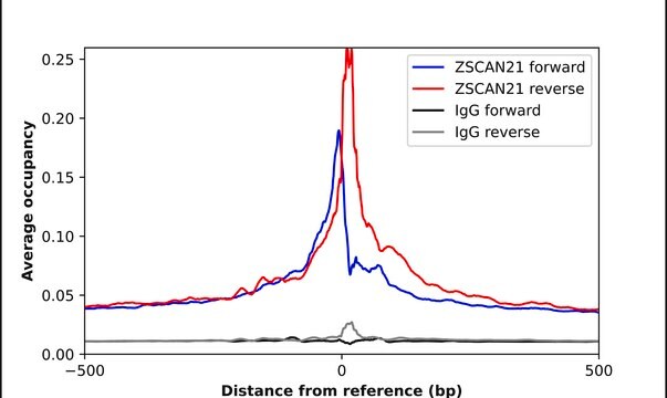 Anti-ZSCAN21 antibody produced in rabbit Prestige Antibodies&#174; Powered by Atlas Antibodies, affinity isolated antibody, buffered aqueous glycerol solution