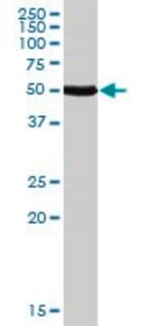 Anti-CALCR antibody produced in rabbit purified immunoglobulin, buffered aqueous solution