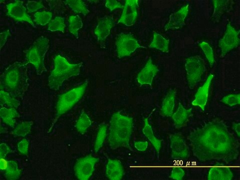 Monoclonal Anti-PARD6B antibody produced in mouse clone 1C4, purified immunoglobulin, buffered aqueous solution