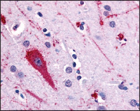 Anti-HTR5A (AB2) antibody produced in rabbit affinity isolated antibody, buffered aqueous solution