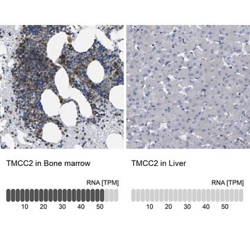 Anti-TMCC2 antibody produced in rabbit Prestige Antibodies&#174; Powered by Atlas Antibodies, affinity isolated antibody, buffered aqueous glycerol solution