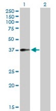 Anti-F11R antibody produced in rabbit purified immunoglobulin, buffered aqueous solution