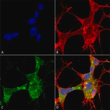 Monoclonal Anti-Lar/Ptprf antibody produced in mouse clone S165-38, purified immunoglobulin