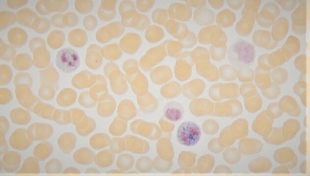 Leukocyte Alkaline Phosphatase Kit based on naphthol AS-MX phosphate and fast blue RR salt (with citrate)