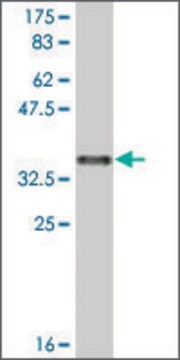 Monoclonal Anti-SULF1, (C-terminal) antibody produced in mouse clone 1A4, ascites fluid