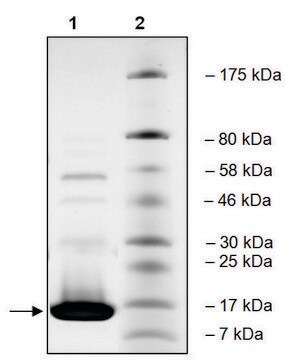 BRD3 (29-145) His tag human recombinant, expressed in E. coli, &#8805;88% (SDS-PAGE)