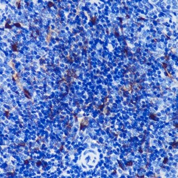 Anti-S100B antibody produced in rabbit