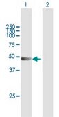 Anti-TRIM21 antibody produced in mouse purified immunoglobulin, buffered aqueous solution