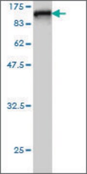ANTI-RDX antibody produced in mouse clone 2E7, purified immunoglobulin, buffered aqueous solution