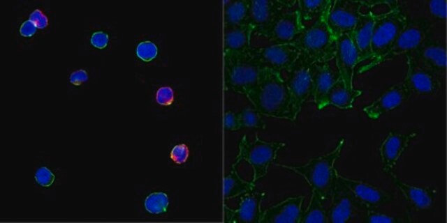 Sheep Anti-Human IgG Antibody, Cy3 conjugate from sheep, CY3 conjugate