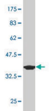 Monoclonal Anti-PDE1B, (C-terminal) antibody produced in mouse clone 4F9, purified immunoglobulin, buffered aqueous solution