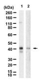 Anti-CDK9 Antibody, clone 1F9 ZooMAb&#174; Rabbit Monoclonal recombinant, expressed in HEK 293 cells