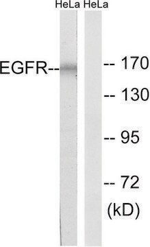 Anti-EGFR antibody produced in rabbit affinity isolated antibody