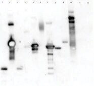Lectin from Triticum vulgaris (wheat) peroxidase conjugate, lyophilized powder
