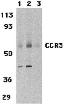 Anti-CCR3 antibody produced in rabbit affinity purified immunoglobulin (IgG)