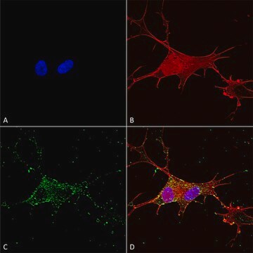 Monoclonal Anti-Brevican - Atto 390 antibody produced in mouse clone S294A-6, purified immunoglobulin