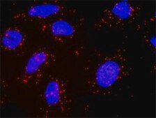 Monoclonal Anti-PIK3CG antibody produced in mouse clone 2G3, purified immunoglobulin, buffered aqueous solution