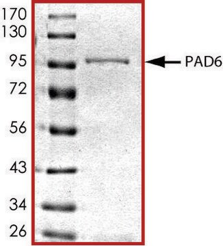 PAD6, GST tagged human recombinant, expressed in baculovirus infected Sf9 cells, &#8805;70% (SDS-PAGE), buffered aqueous glycerol solution