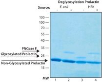 Prolactin human human, recombinant, expressed in HEK 293 cells