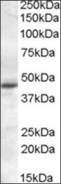 Anti-MTNR1A antibody produced in goat affinity isolated antibody, buffered aqueous solution