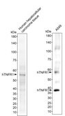 Alpaca Anti-hTNFR, recombinant single domain Antibody Recombinant Alpaca(VHH) Nano antibody