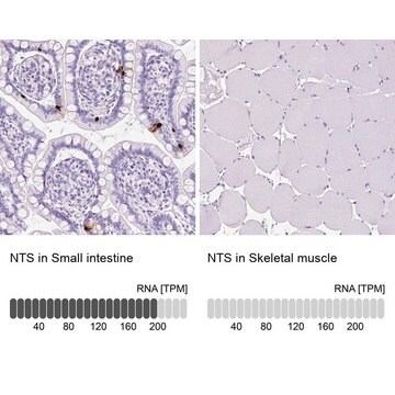 Anti-NTS antibody produced in rabbit Prestige Antibodies&#174; Powered by Atlas Antibodies, affinity isolated antibody, buffered aqueous glycerol solution