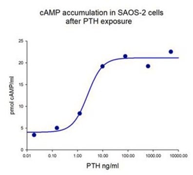 Parathyroid Hormone (1-84) Human Recombinant expressed in E. coli