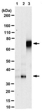 Anti-Neuregulin-1 Antibody, clone 4F10 clone 4F10, from rat