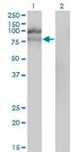 Monoclonal Anti-HGS antibody produced in mouse clone 6D11, purified immunoglobulin, buffered aqueous solution