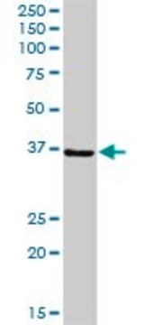 Anti-PPIE antibody produced in rabbit purified immunoglobulin, buffered aqueous solution