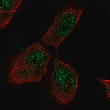 Anti-PTTG1IP antibody produced in rabbit Prestige Antibodies&#174; Powered by Atlas Antibodies, affinity isolated antibody