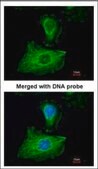 Anti-GPX1 antibody produced in rabbit affinity isolated antibody, buffered aqueous solution