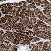 Anti-PERM1 antibody produced in rabbit Prestige Antibodies&#174; Powered by Atlas Antibodies, affinity isolated antibody, buffered aqueous glycerol solution