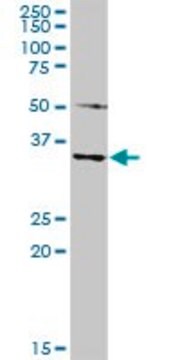 Anti-MAGEA4 antibody produced in rabbit purified immunoglobulin, buffered aqueous solution