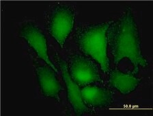 Monoclonal Anti-MAPK3 antibody produced in mouse clone 3C9, purified immunoglobulin, buffered aqueous solution