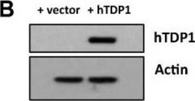 Monoclonal Anti-Actin antibody produced in mouse clone AC-40, ascites fluid