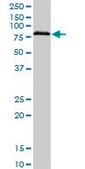 ANTI-BRD3 antibody produced in mouse clone 6C10, purified immunoglobulin, buffered aqueous solution