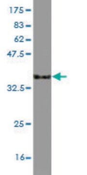 Monoclonal Anti-CCL3 antibody produced in mouse clone 4E7, purified immunoglobulin, buffered aqueous solution