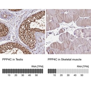 Anti-PPP4C antibody produced in rabbit Prestige Antibodies&#174; Powered by Atlas Antibodies, affinity isolated antibody, buffered aqueous glycerol solution